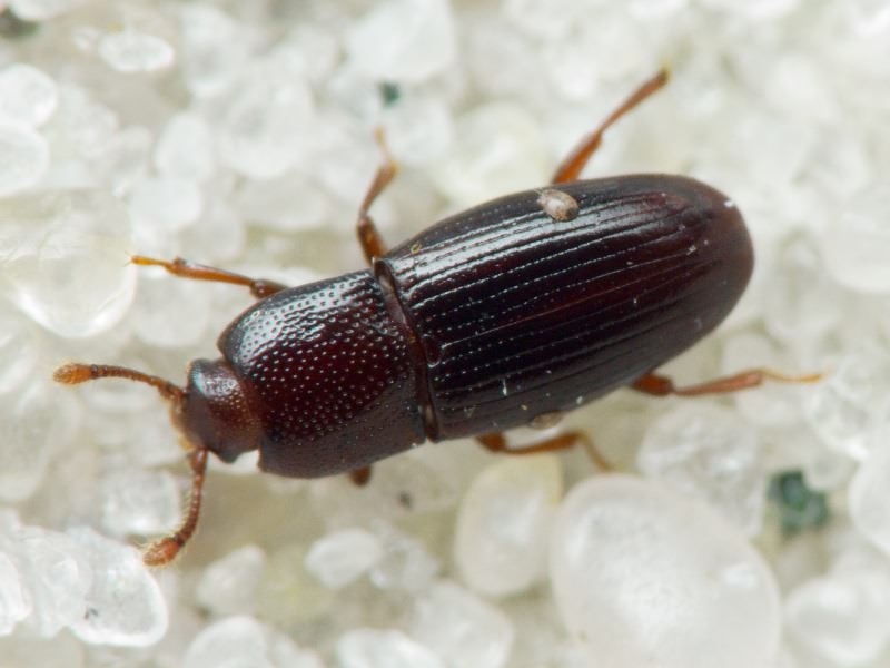 Cerylon histeroides (Fabricius, 1792)